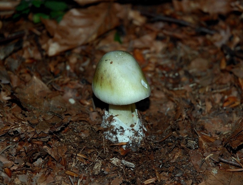 amanita phalloides